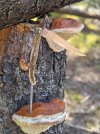 Pirouette-on-polypore.jpg