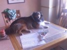 table dog.jpg