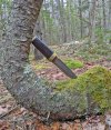 Kotanto-in-tree-crook.jpg