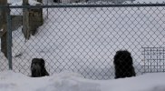 snow.gander.bella.jpg