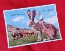 The-Shawshank-Redemption-Postcard-Rabbit Bunny.jpg