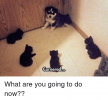 cornered-what-are-you-going-to-do-now-36109819.png