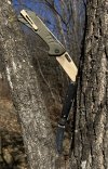 Bunny Buck830.JPG