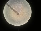 A533AC7F-5305-4E53-9737-F114B784B280.jpeg