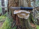Jelio-on-crenalated-polypore.jpg