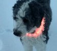 SNIP DAISY LIGHR COLLAR DAY 650 MED.jpg