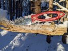 Snowy-Albatross.jpg