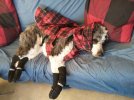 IMG_20220120_125719909 DAISY COAT BOOTS COUCH 650 MED.jpg