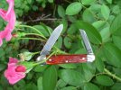 Roses and blades.JPG