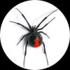 redback.jpg