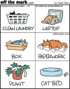 Cats in Things.jpg