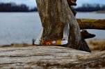 DSC_2617-C-E14-E-DDS.jpg