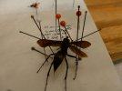 Tarantulahawk.jpg