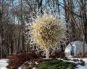 2023-02-04 Crystal Bridges (6).JPG