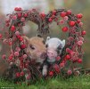 valentine_pigs.jpg