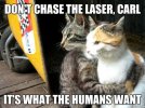 restraining-cat-meme.jpg