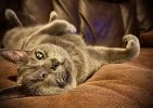 853443DE-32B3-4176-BA9C-79748210DA2C.jpeg
