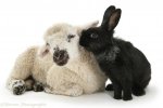 23564-Lamb-and-black-rabbit-white-background.jpg