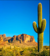 saguaro2.png