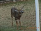 Deer-1.jpg