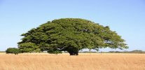 guanacaste-tree-costa-rica-volcano-brewing-company.jpg