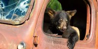 BlackBearDriver2.jpg