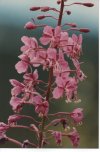 8 Fireweed 001a.jpg