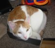 Biscuit in box.JPG