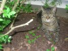 Charlie in bushes.JPG