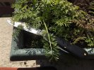 391222BK-nigelle.jpg