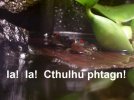 frog18pd.jpg