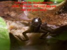 frog89rp.jpg