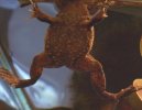 bloatyfrog.jpg