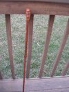 Cane 4.JPG