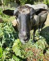 Jewel with a leaf in her mouth.jpg