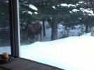 moose3_zps83297f9d.jpg