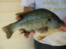 bluegill5.jpg