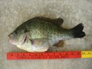 bluegill.jpg