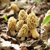 Morel-Mushrooms-c34554d3dfa54b94af026dc77a846ca5.jpg
