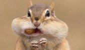 chipmunk-cheeks-peanuts-g-427474-1021466464.jpeg