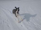 IMG_20230318_163221433 DAISY RUNS SUN AHEAD OF STORM 650 MED.jpg