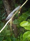 BW-UDE_CloseupInField03_cordage.jpg