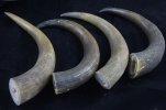 Musk Ox Horn 003 (800x533).jpg