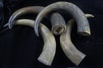 Musk Ox Horn 011 (800x533).jpg