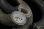 Musk Ox Horn 005 (800x533).jpg