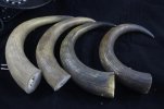 Musk Ox Horn 002 (800x533).jpg