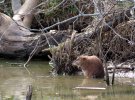 2023-02-26 Muskrat (2).JPG
