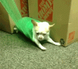 bubble wrap dog.gif