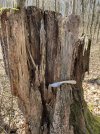 IMG_5152.jpeg