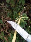 Rattler_field_cordage.jpg